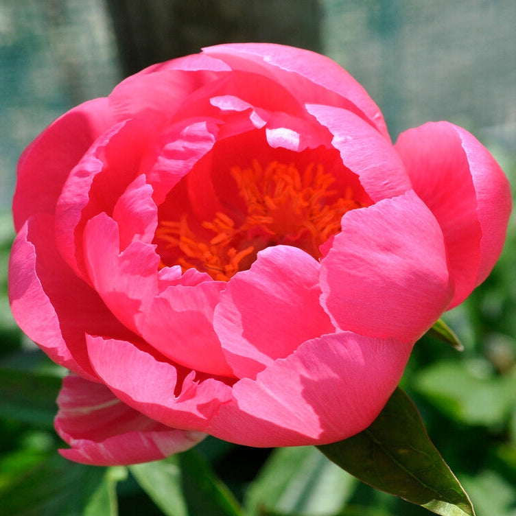 Pion-Paeonia Cytherea 1-pakke